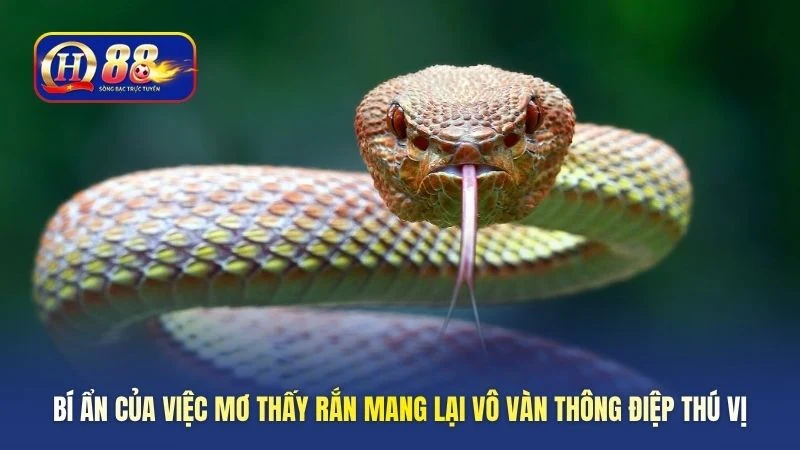 bi-an-cua-viec-mo-thay-ran-mang-lai-vo-van-thong-diep-thu-vi